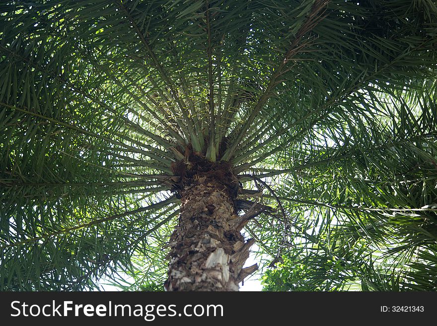 Fringe of palm tree leaves, of an Egyptian palm, fanned out in a concentric circle, with golden sun light. Fringe of palm tree leaves, of an Egyptian palm, fanned out in a concentric circle, with golden sun light.