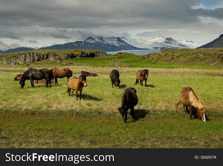 Icelandic horses