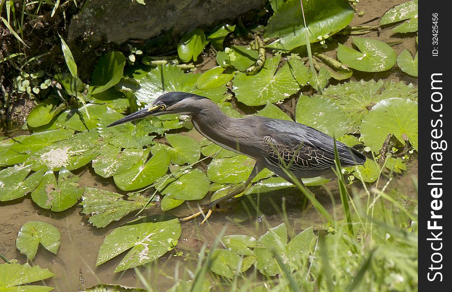 Ordinary kwakwa, or night Heron &x28;lat. Nycticorax nycticorax&x29