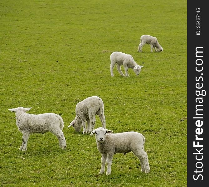 Five little lambs