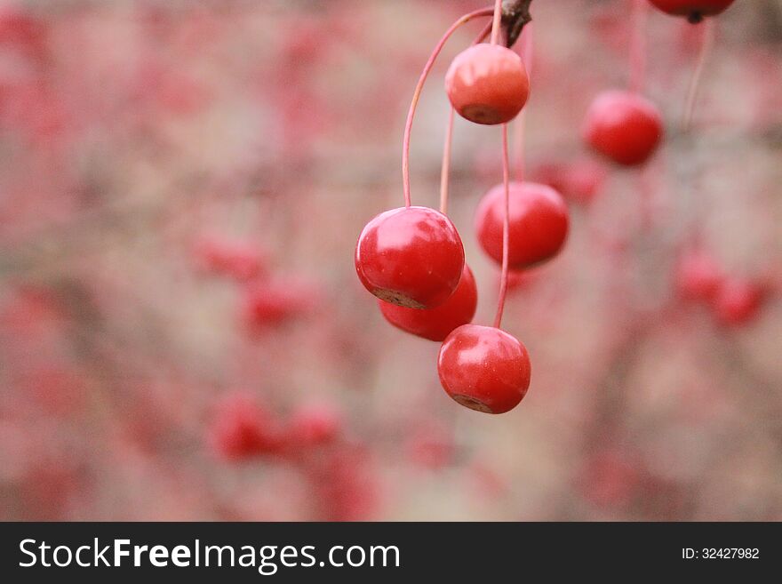 Red cherries