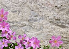 Stony Wall And Flower Royalty Free Stock Image