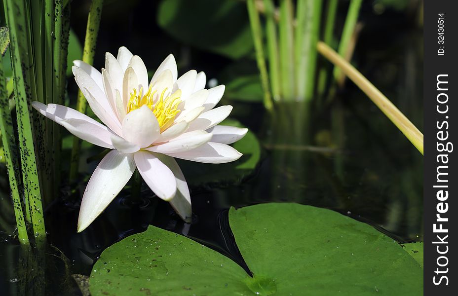 Beautiful white lotus in pond