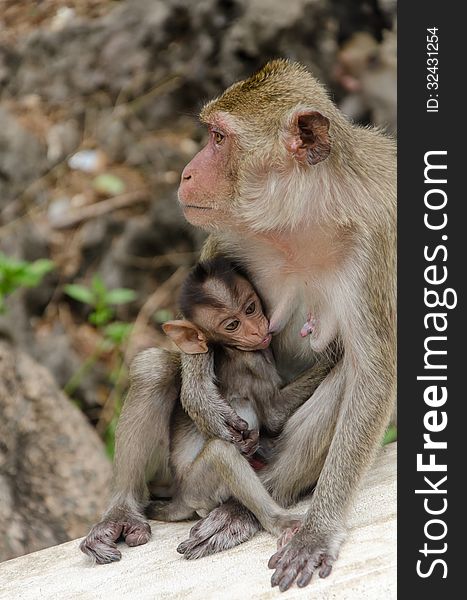 Mom monkey feed her baby. Mom monkey feed her baby