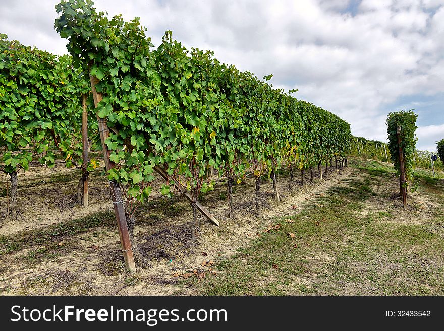 Vineyards In Italy