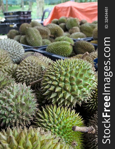 Durians, tropical fruit beloved by South East Asians. Durians, tropical fruit beloved by South East Asians