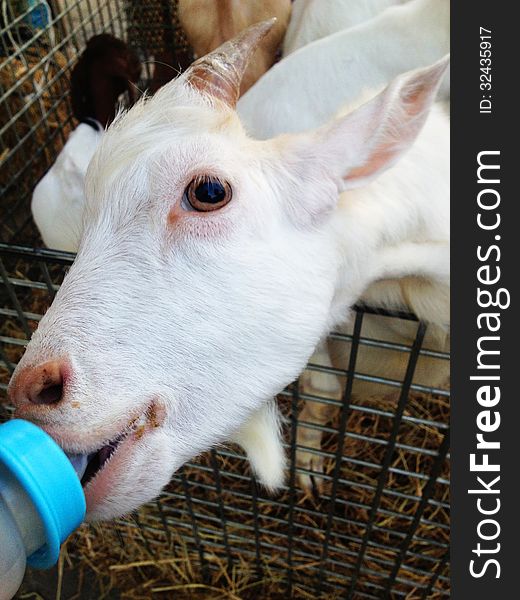 Image of feeding a goat.