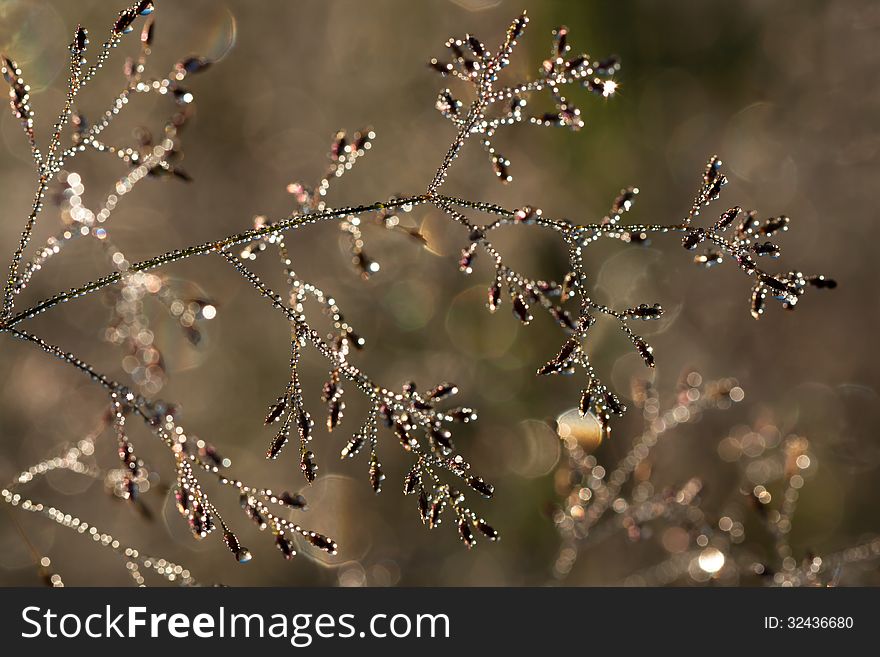 The grass with drops of dew glints in the sun. The grass with drops of dew glints in the sun