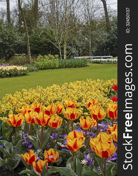 Beautiful spring flowers in Keukenhof Holland. Beautiful spring flowers in Keukenhof Holland