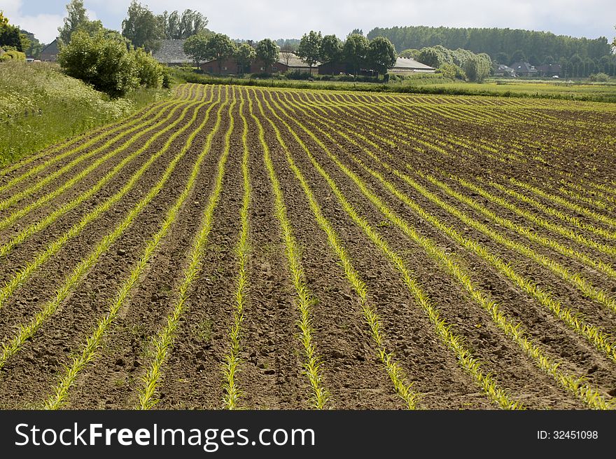 Rows of young corn plants