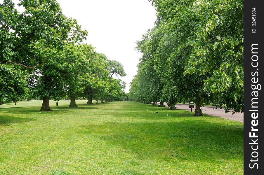 Avenue of trees, Greenwich Royal Park, England. Avenue of trees, Greenwich Royal Park, England