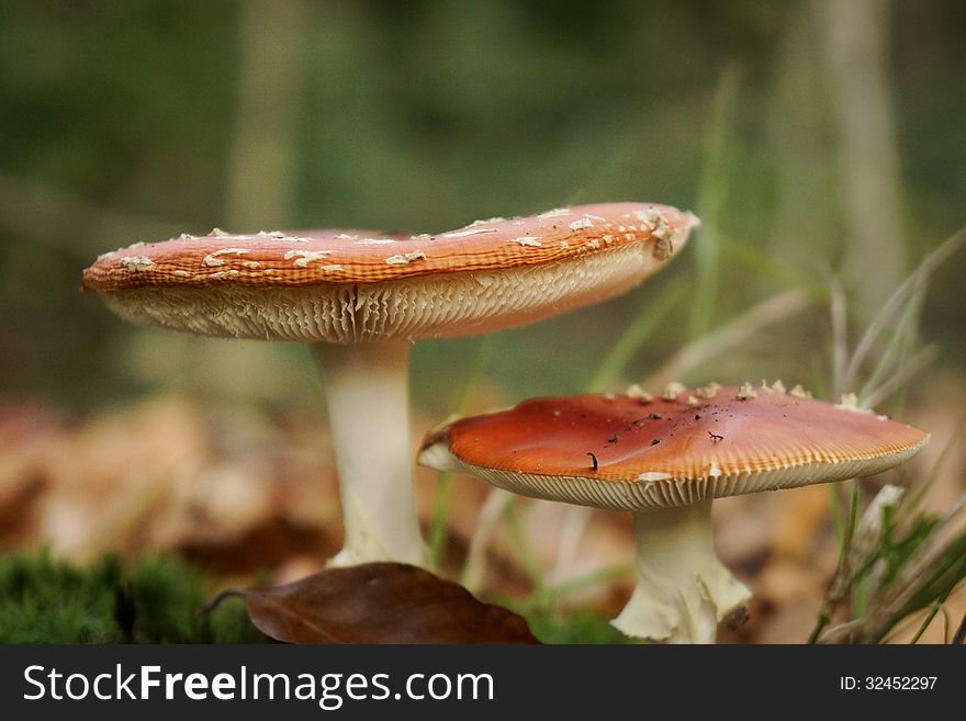 Closeup of red and white mushrooms in autumn. Closeup of red and white mushrooms in autumn