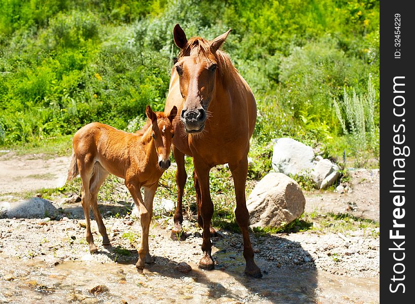 Young foal and mare at meadow near mountains river