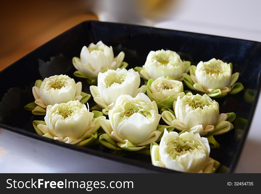 White lotus on black plate in spa