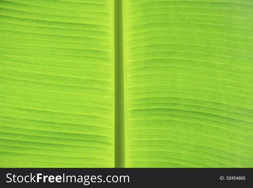 Green banana leaves use for the background. Green banana leaves use for the background