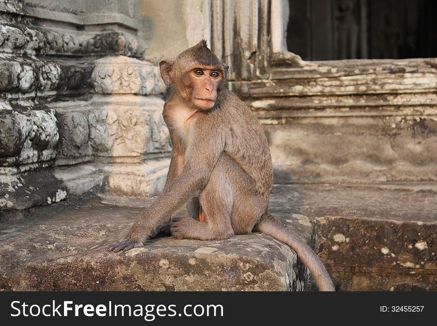 Wild monkey on the verge of a Buddhist temple. Wild monkey on the verge of a Buddhist temple