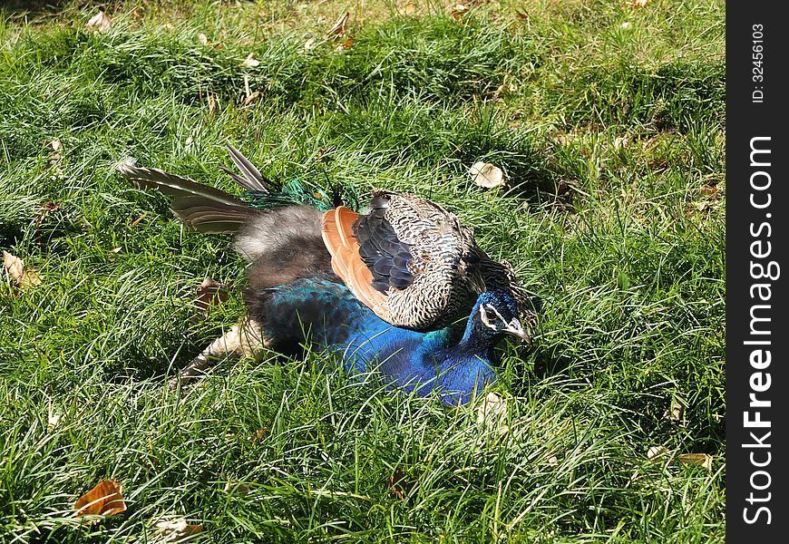 Peacock On Grass