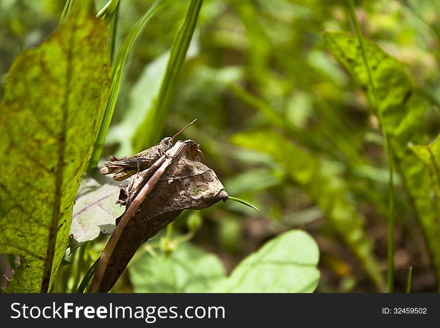 Brown grasshopper like chameleon in garden grass