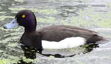 Tufted Duck Royalty Free Stock Photography