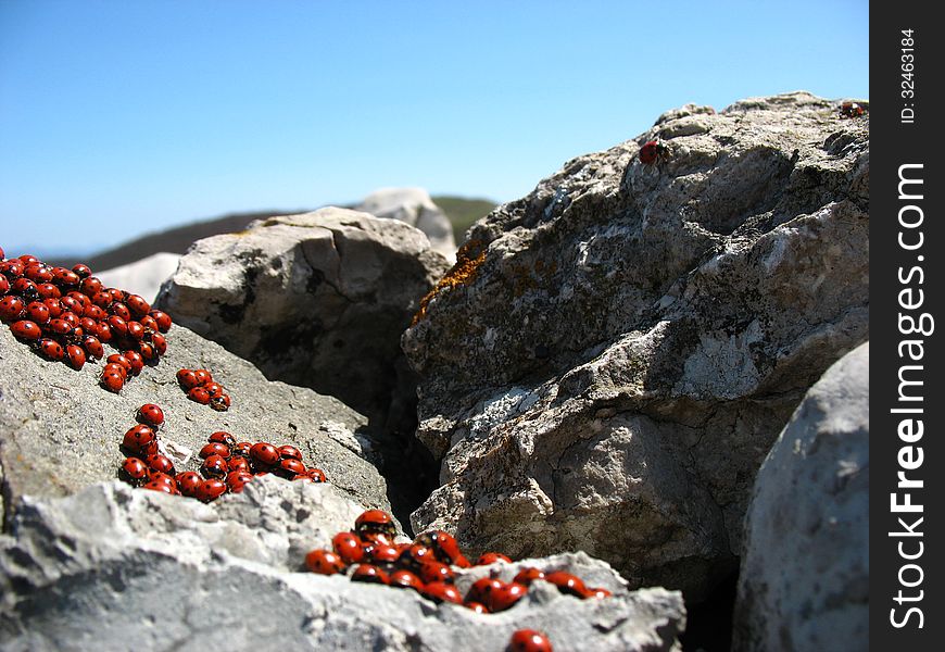 Family of ladybugs basking in the first rays of spring. Family of ladybugs basking in the first rays of spring