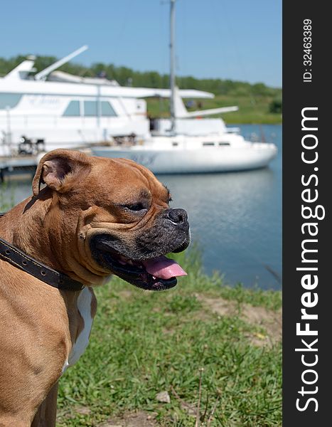 Boxer breed dog is sitting on the bay shore hanging out its tongue. Boxer breed dog is sitting on the bay shore hanging out its tongue