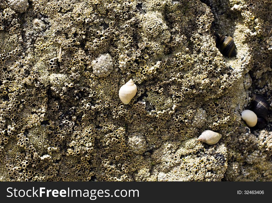 A background with seashells and fossils horizontal