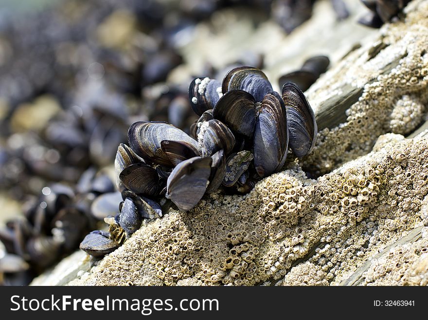 Group of mussles/ shells on the stone