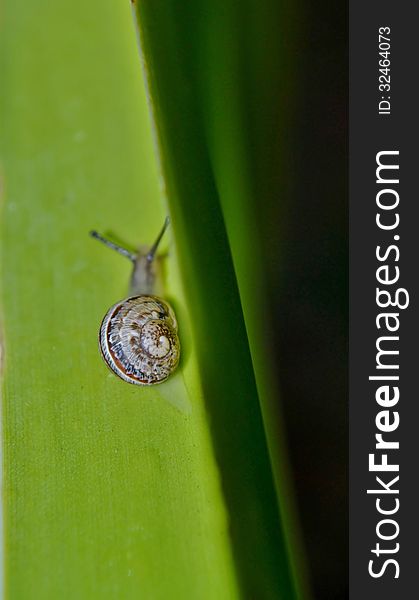 Close up of garden snail on plant. Close up of garden snail on plant