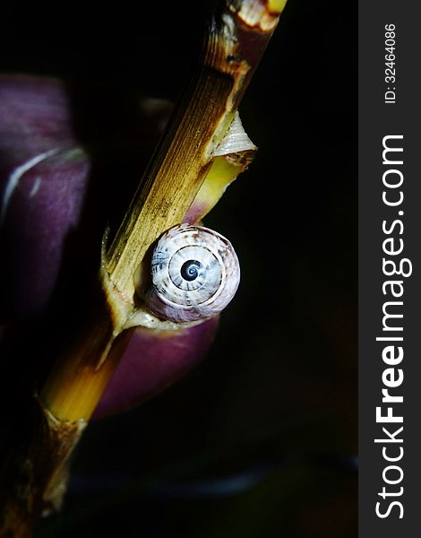 Close up of garden snail on plant. Close up of garden snail on plant