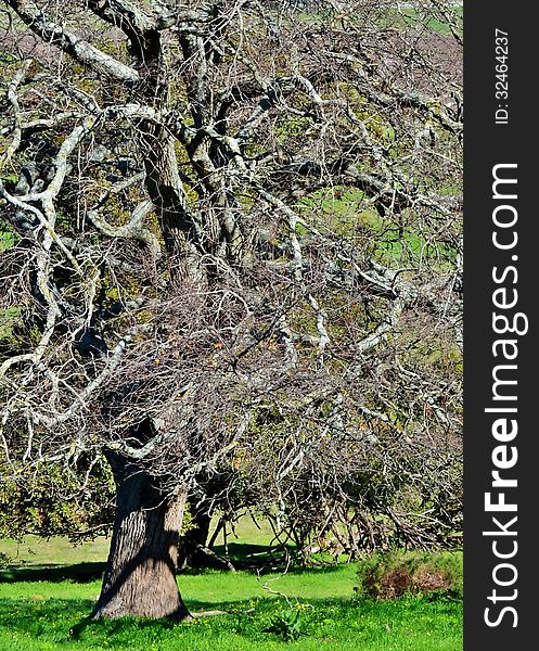 Close up of a leafless tree on green meadow