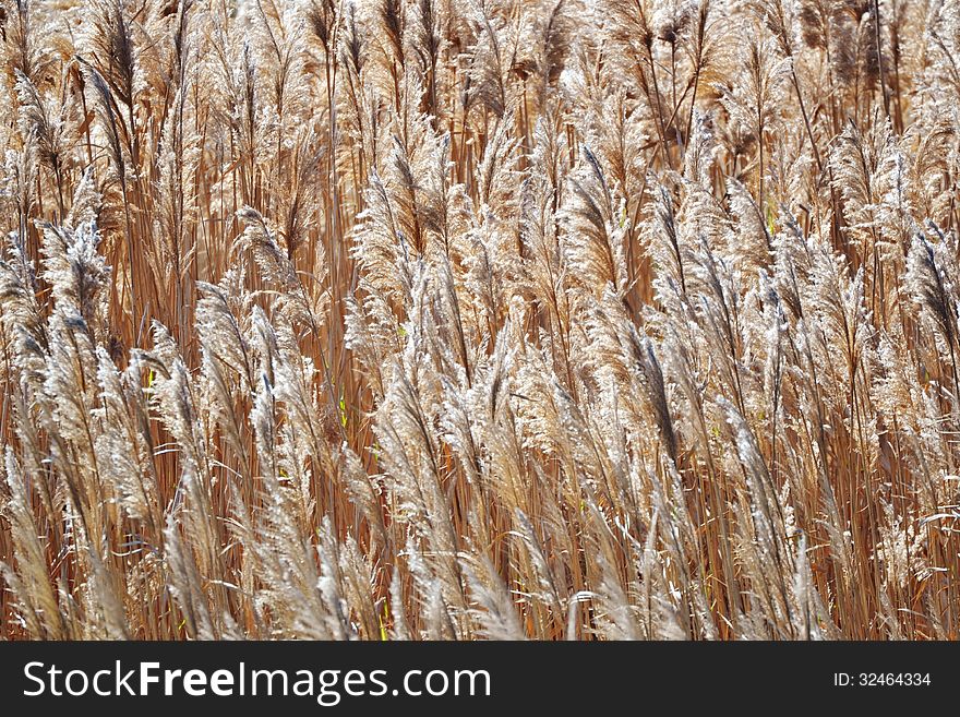 Close up of blooming reed grass