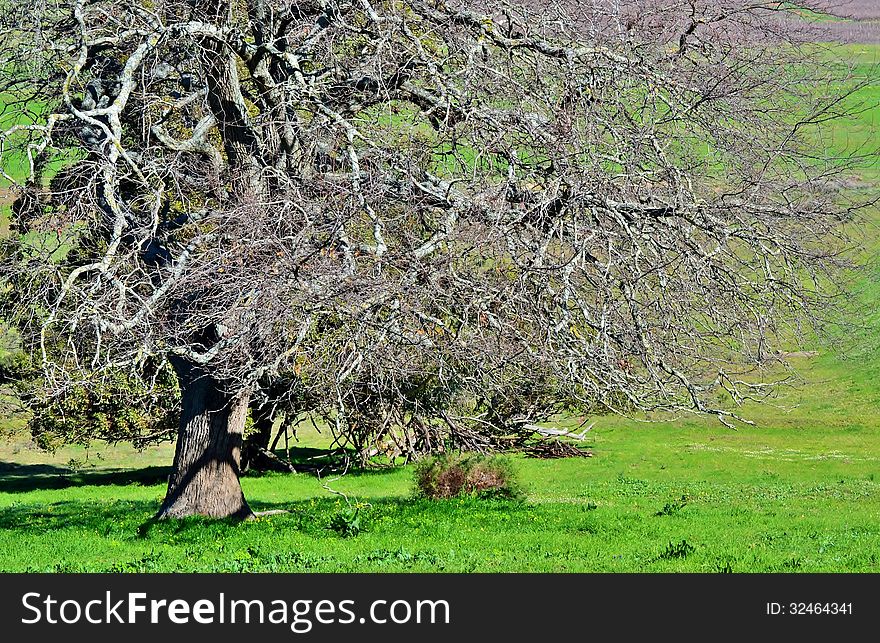 Close up of a leafless tree on green meadow