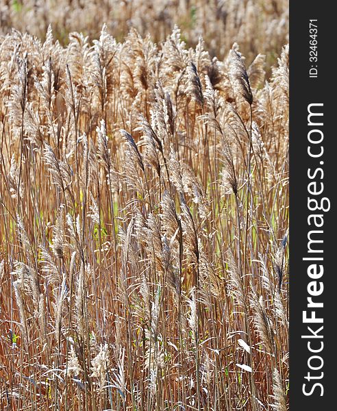 Close up of blooming reed grass