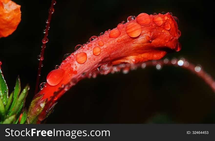 Close up of blooming reed grass