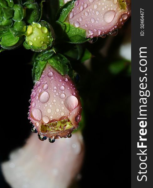 Close up of South African foxglove with raindrops