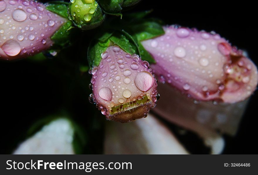 Close up of South African foxglove with raindrops