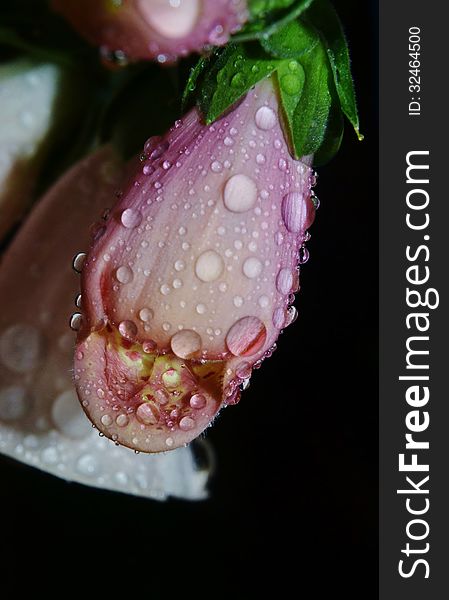 Close up of South African foxglove with raindrops