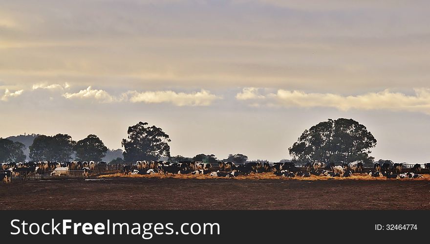 Landscape with cows and trees in the morning. Landscape with cows and trees in the morning