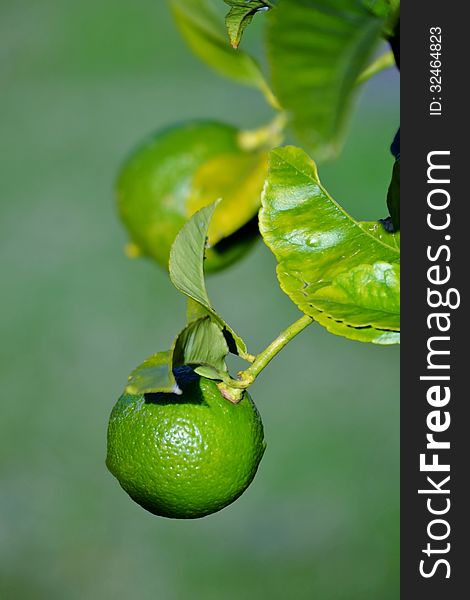 Close up of new lime fruit on a tree