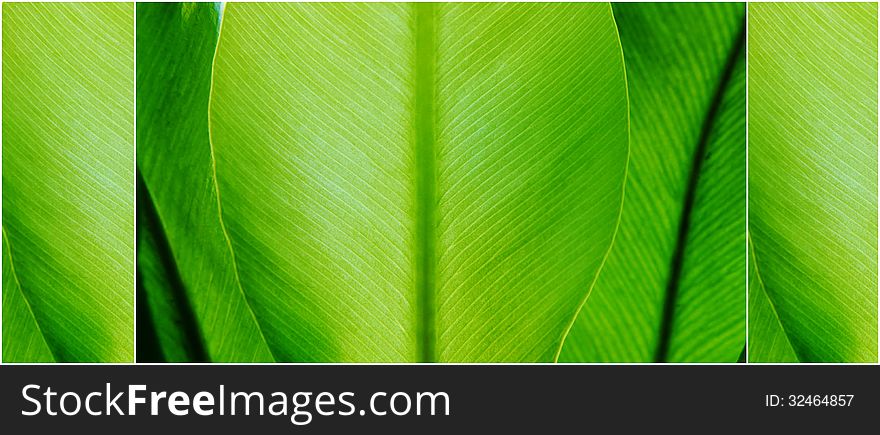 Close up of fresh green plant leaf collage