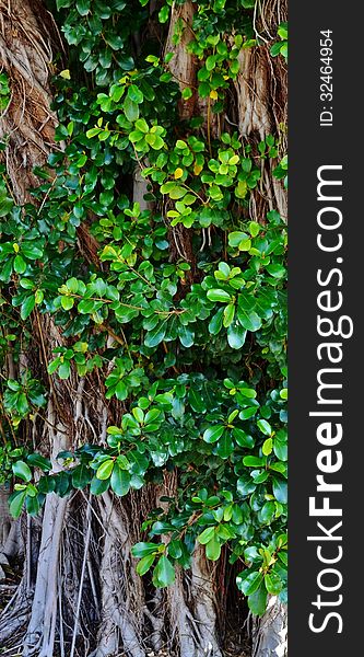 Close up of old tree with green leafs