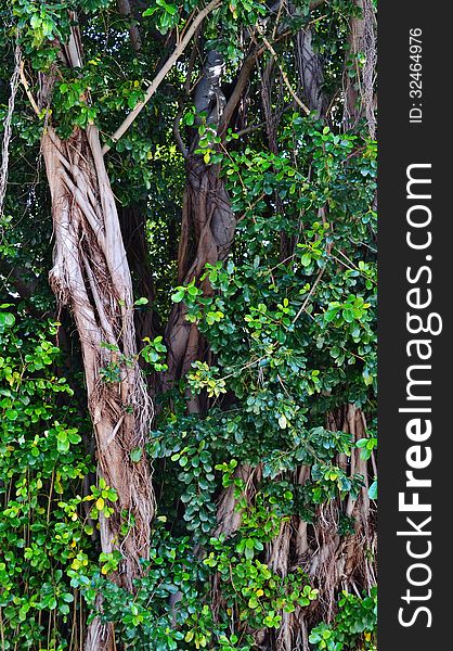 Close up of old tree with green leafs