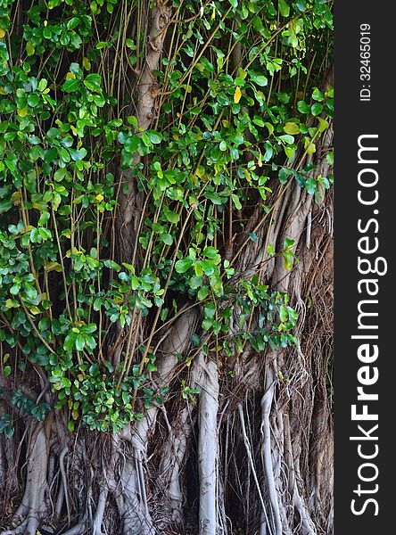 Close up of old tree with green leafs