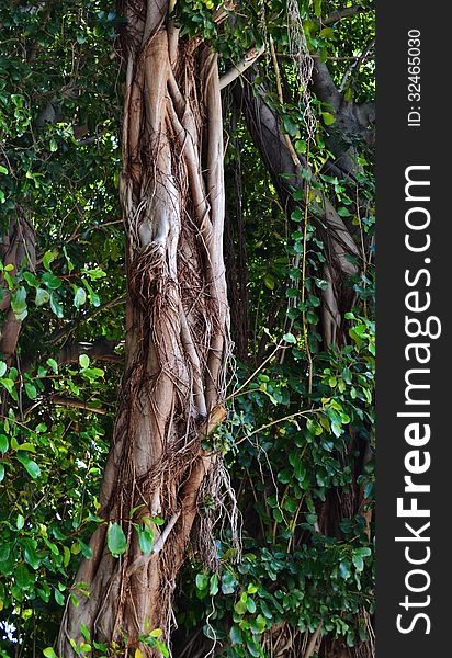 Close up of old tree with green leafs