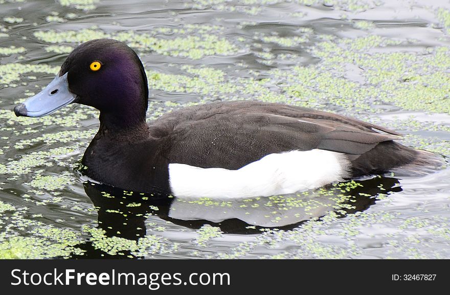 Image of a Tufted Duck in England.