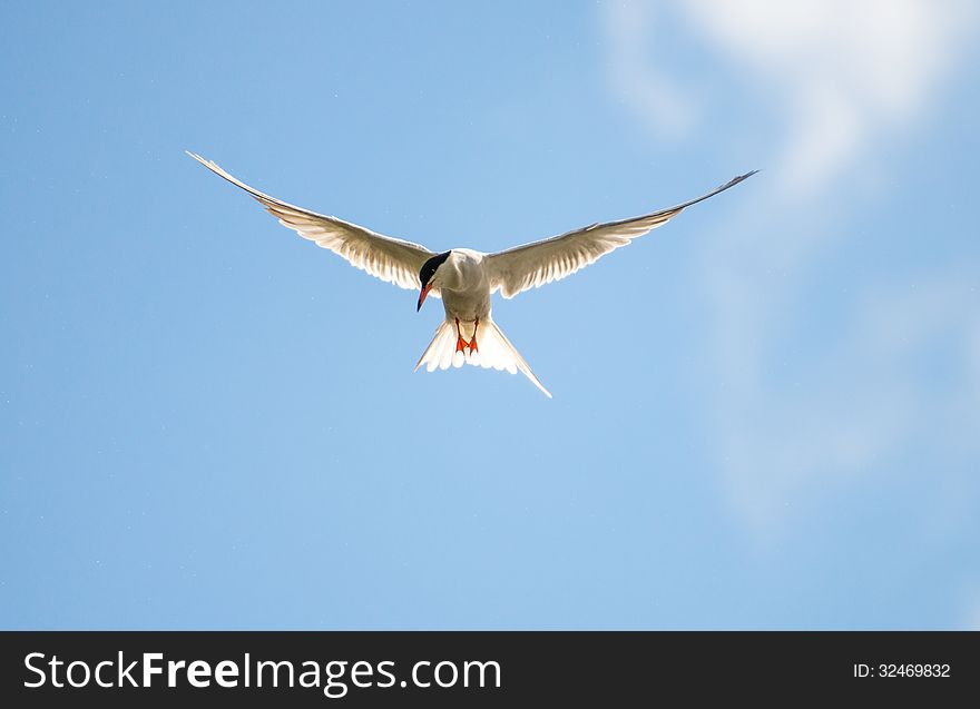 Image of a Common Tern Hunting over a lake in England during the summertime.