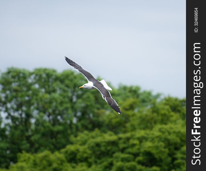 Lesser Black Backed Gull In Flight