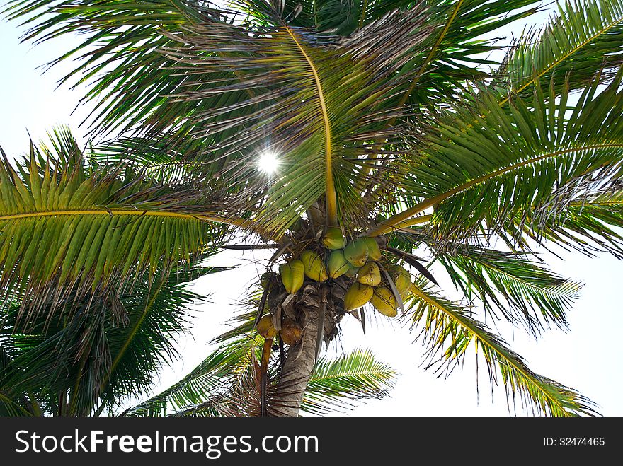 Bright sun rays shining through a tropical palm tree. Bright sun rays shining through a tropical palm tree.