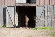 Foal Royalty Free Stock Photo Foal Royalty Free Stock Photo