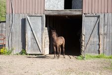Foal Stock Photography Foal Stock Photography